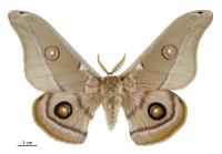 Moth Treatment Perth image 1